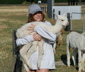 Alpaca Farm Tour Christchurch