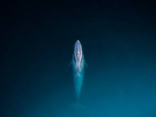 Kaikoura Whale Watch Flight