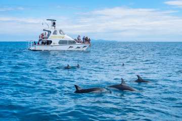Wild Dolphin Encounter
