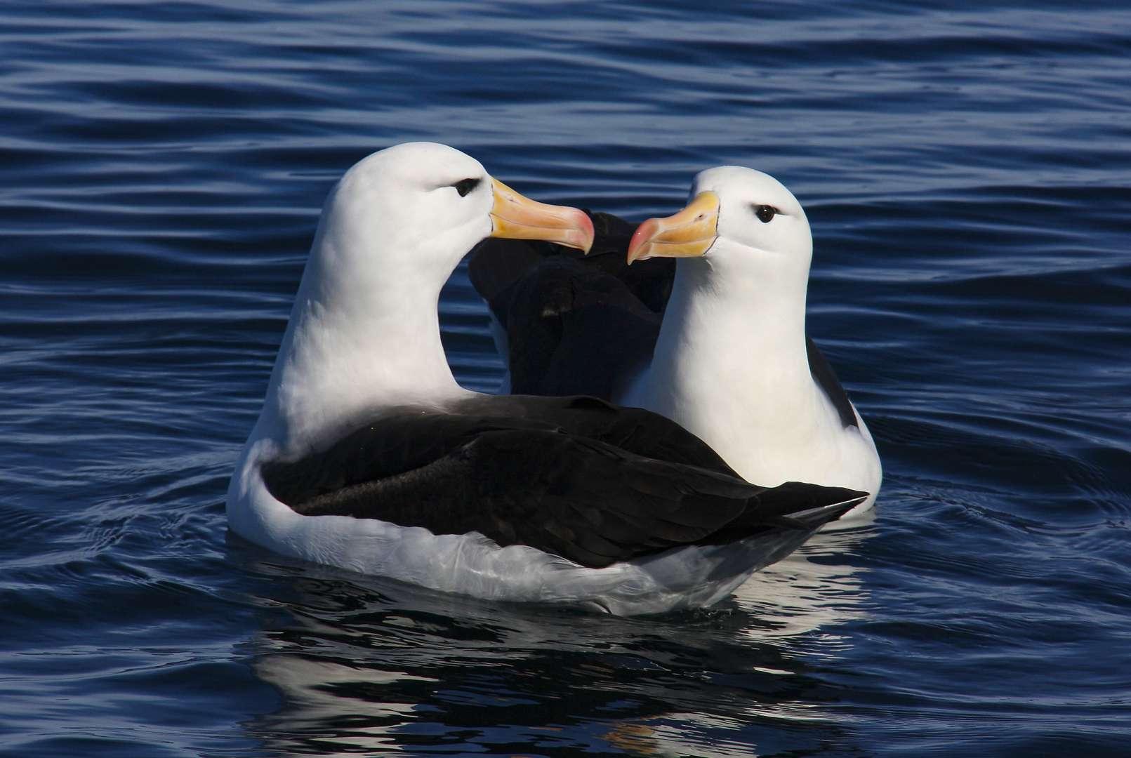 Albatross Birds Kaikoura