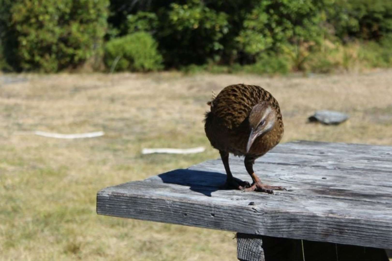 Buff Weka