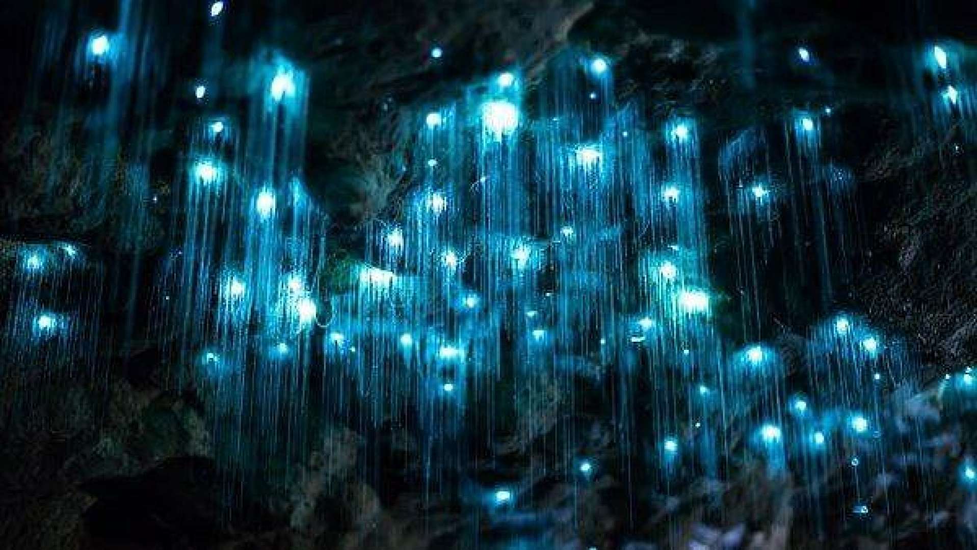 Glow Worms