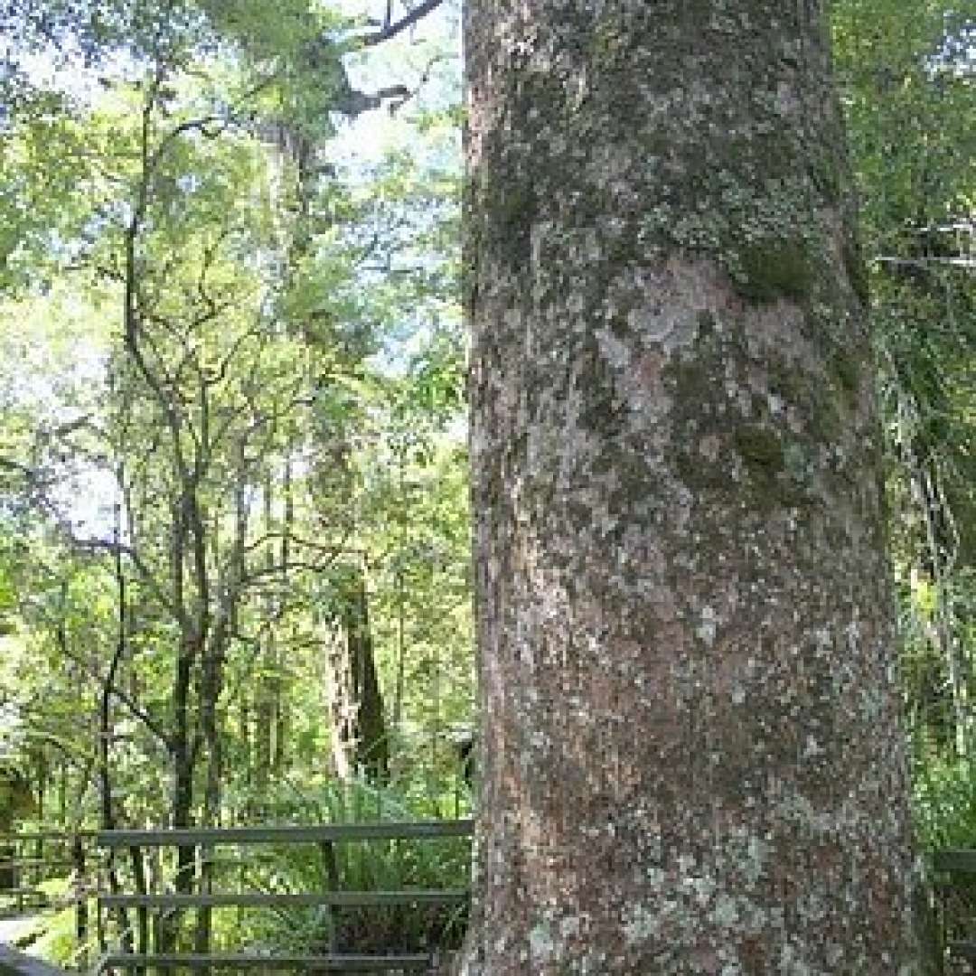 Kauri Tree