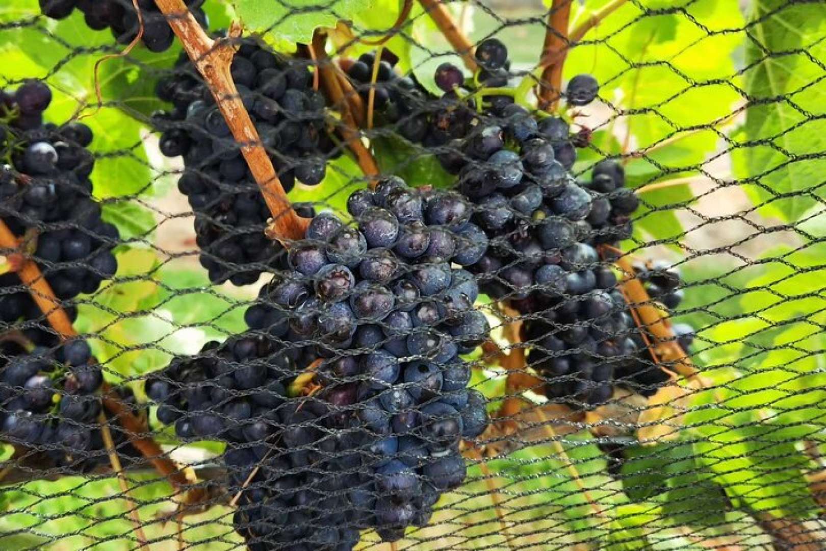 Ripe vineyard grapes on the vine ready for picking