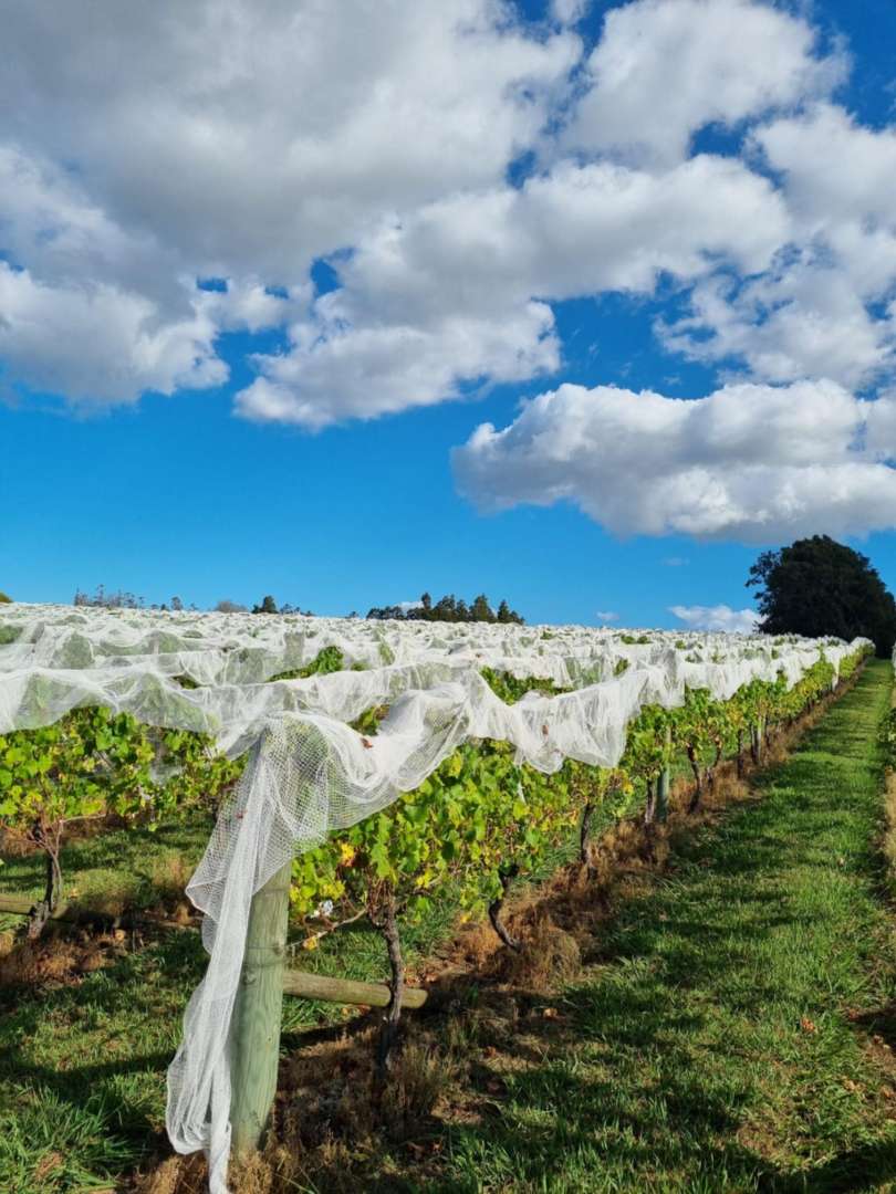 Discover the magic behind the winery