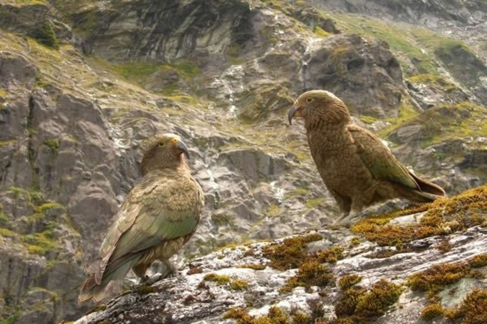 A beautiful birds photography