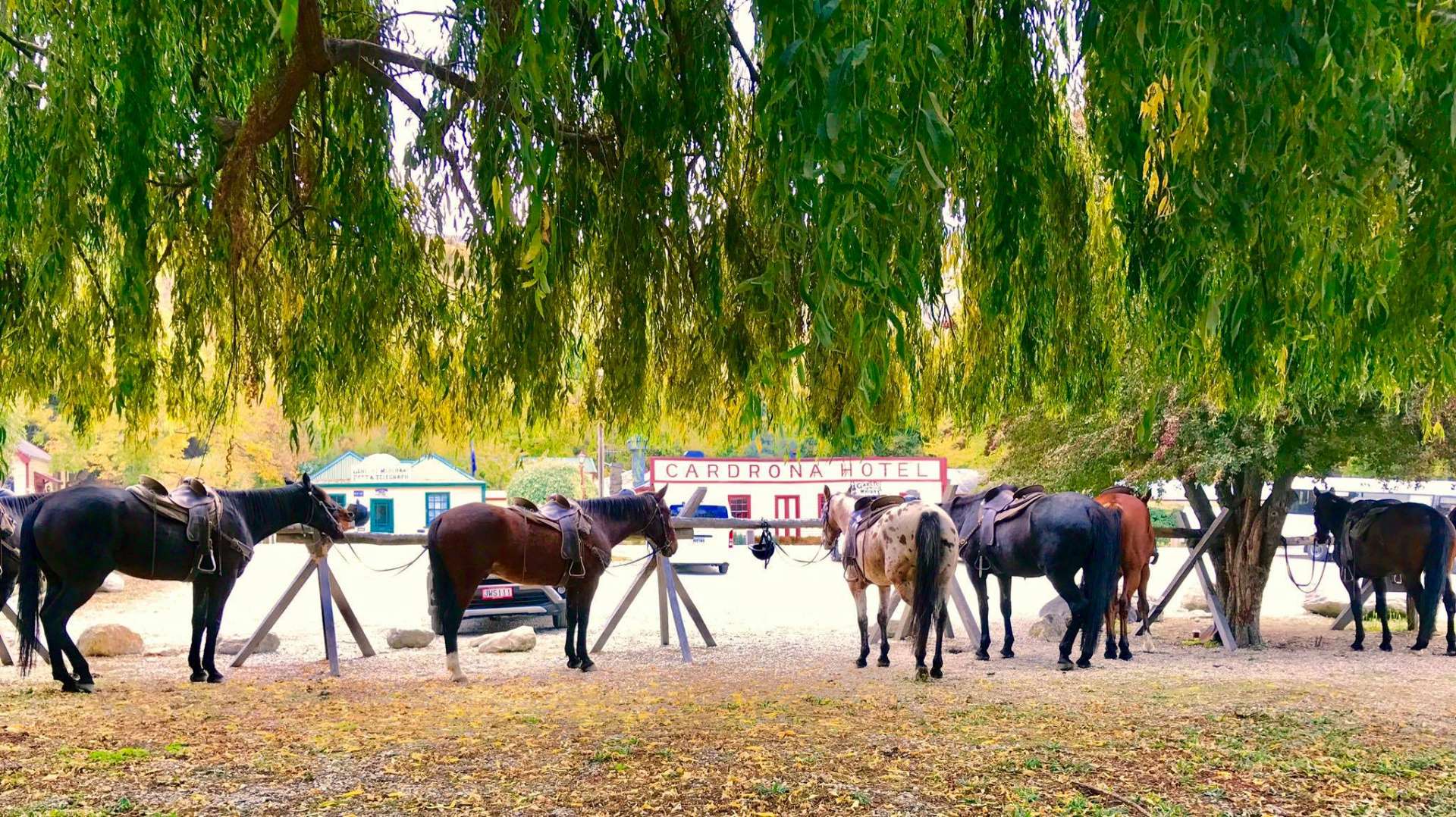 The High Country Cardrona Pub Trail Horse Trek