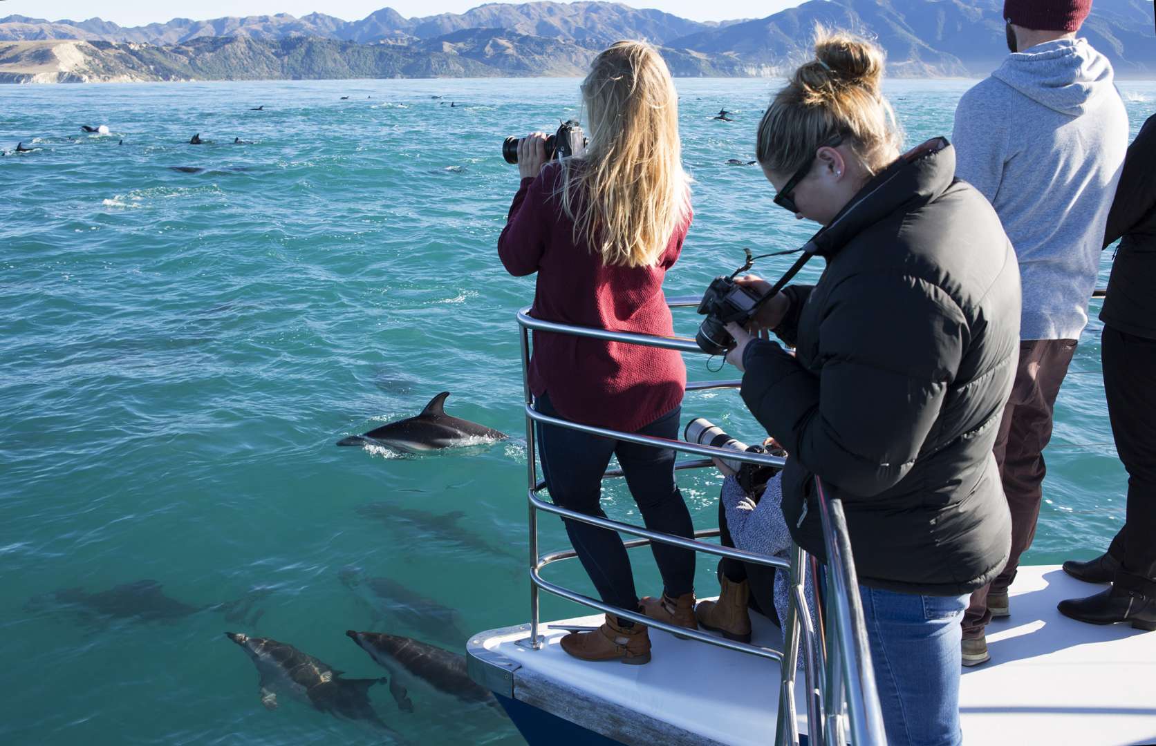 View of Dolphins at the Bow Kaikoura
